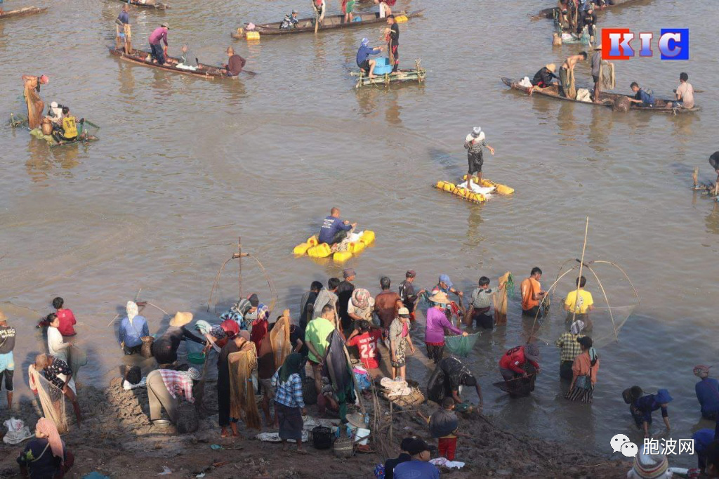 图片新闻：孟邦各地举行克伦族传统的集体捕鱼节