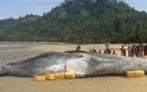 一头大鲸鱼冲上缅甸沙滩已无生命迹象