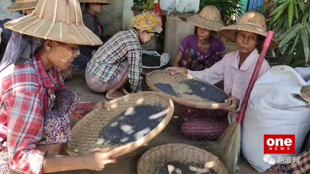 缅甸芝麻出口额预计达3亿美元20万吨