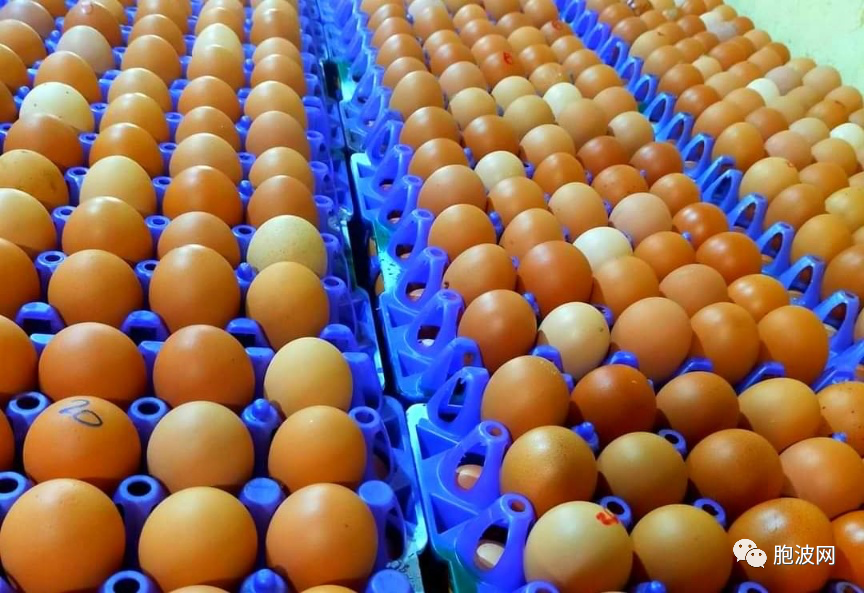 努力促进鸡蛋市价稳定！