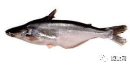 哪种鱼将被定为缅甸的“国鱼”？