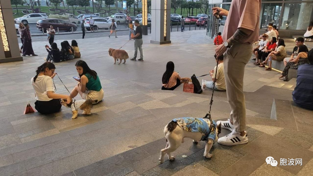 缅甸专门为携带宠物人士安排的市场