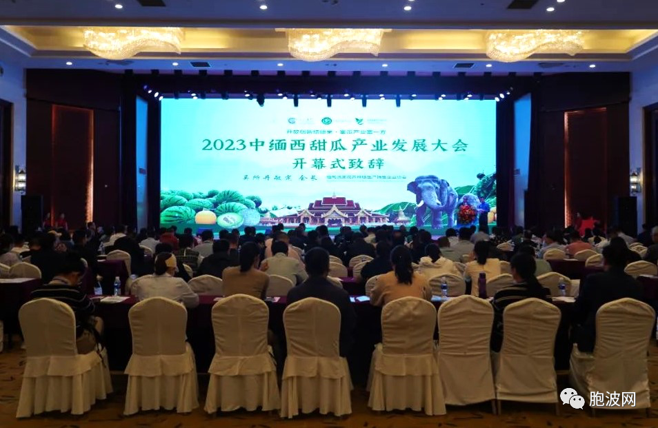 2023中缅西瓜、香瓜产业发展大会在中缅边境瑞丽市举行