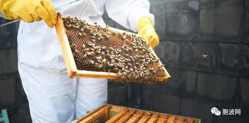 缅甸蜂蜜出口额达1900吨！