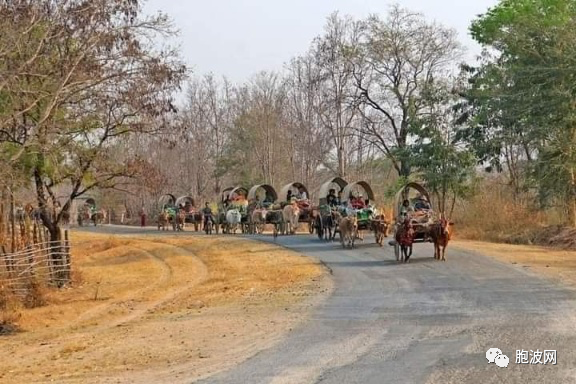 图片新闻：缅甸传统拜佛交通模式—牛车队