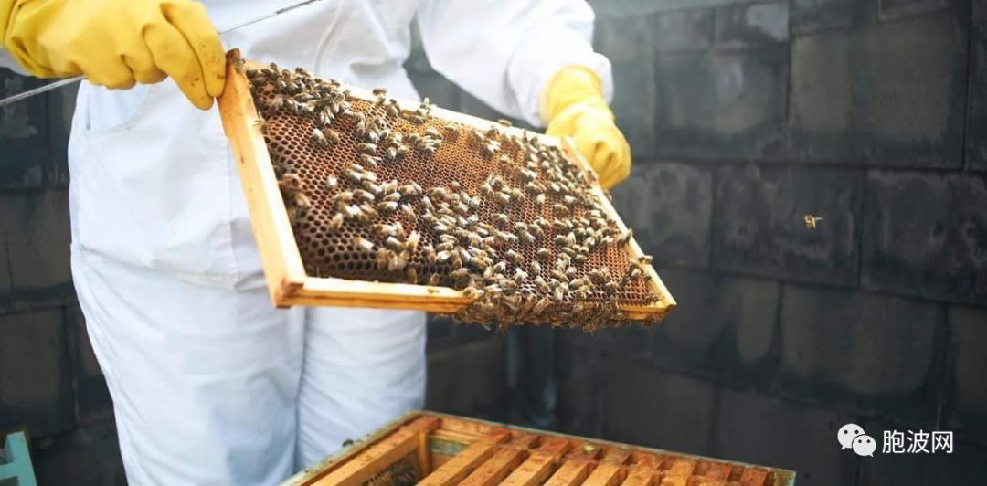 缅甸蜂蜜也大量出口赚外汇！