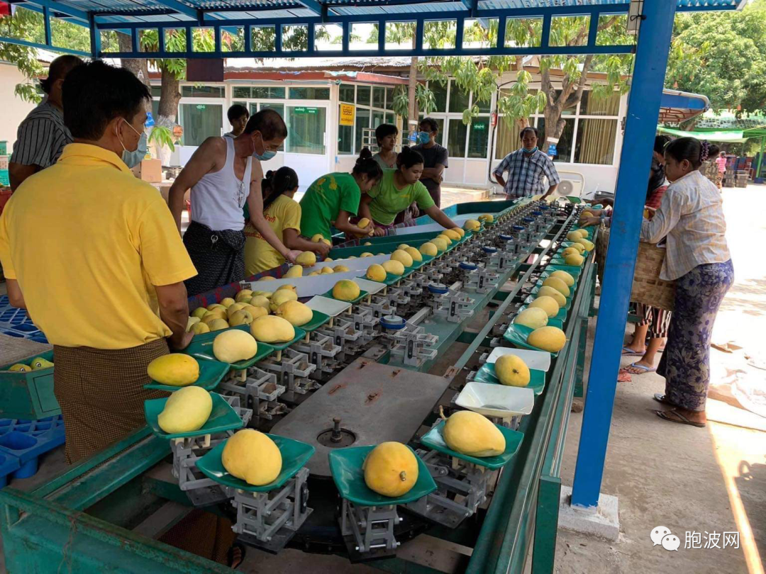 缅甸特产“圣德隆：一颗钻”芒果将应季上市