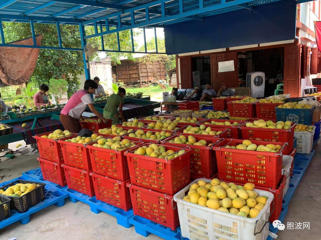 缅甸特产“圣德隆：一颗钻”芒果将应季上市