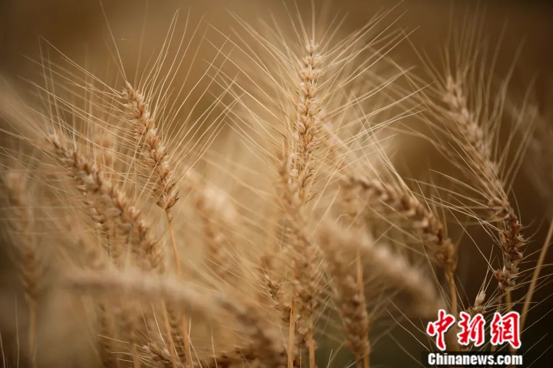 高启安：丝绸之路如何影响中华饮食？| 东西问