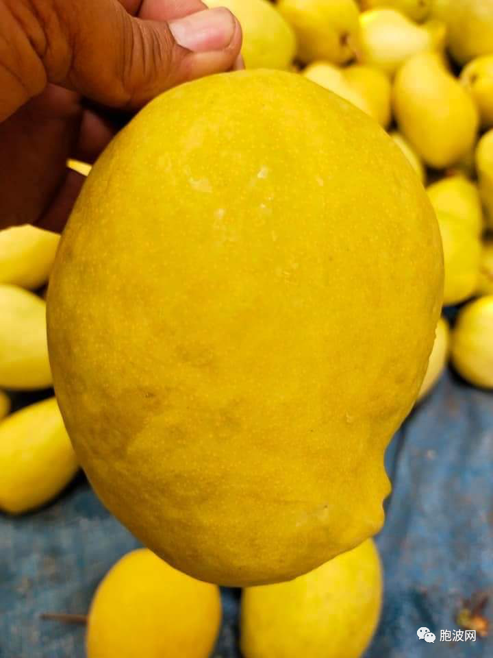 缅甸最美芒果“圣德隆一颗钻”上市，市价翻了一番！