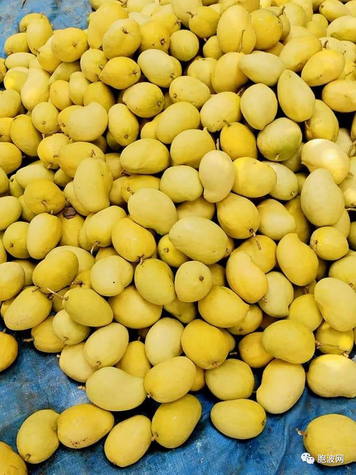 缅甸最美芒果“圣德隆一颗钻”上市，市价翻了一番！