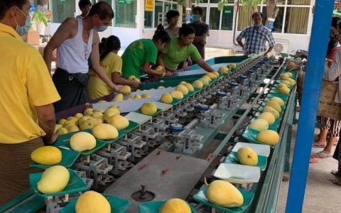 缅甸特产“圣德隆“：”一颗钻”芒果将应季上市