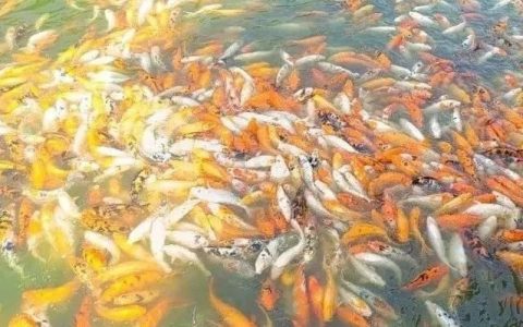 仰光一水池内数以千计的金鱼死亡，疑似有人下毒！