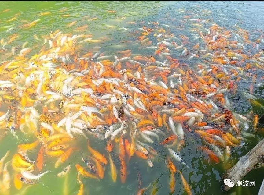 仰光一水池内数以千计的金鱼死亡，疑似有人下毒！
