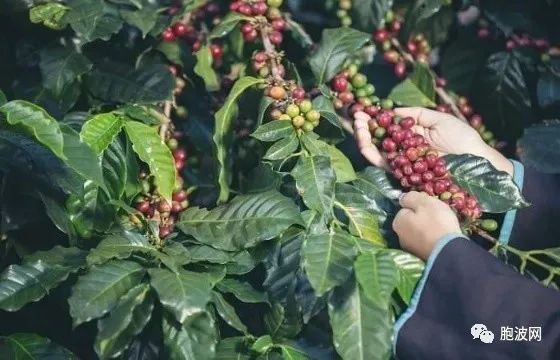 缅甸咖啡前景乐观：四国家对缅甸咖啡实行零关税政策