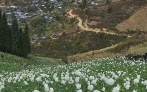 尽管仅占全球20%，缅甸鸦片产量依然位居全球第二