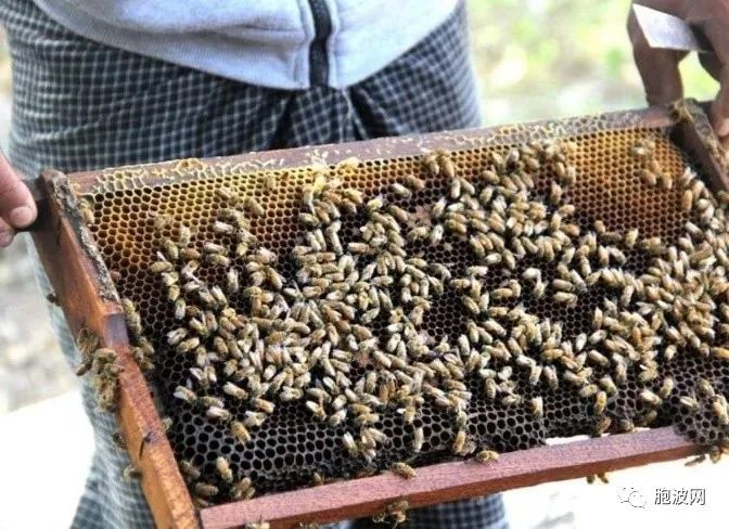 五月份缅甸蜂蜜出口额达300公吨！