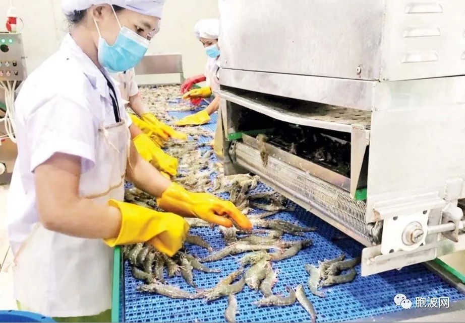 缅甸“巴拿米”白虾出口中国、日本，获益多多！