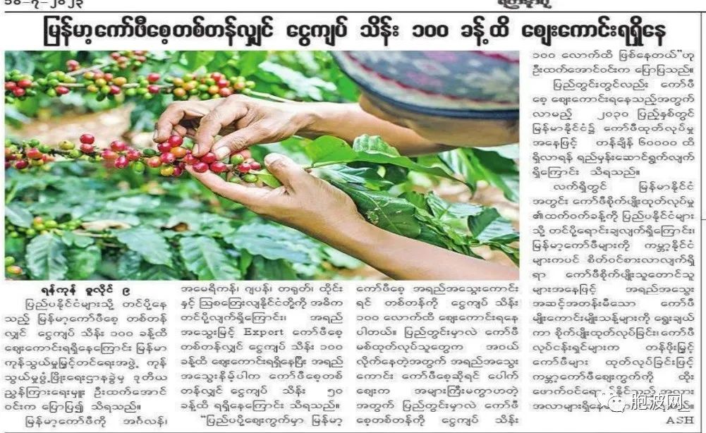 缅甸咖啡得好价，一吨卖出千万缅币