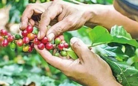 缅甸咖啡得好价，一吨卖出千万缅币