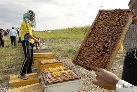 缅甸蜂蜜6月份出口日本达80公吨！