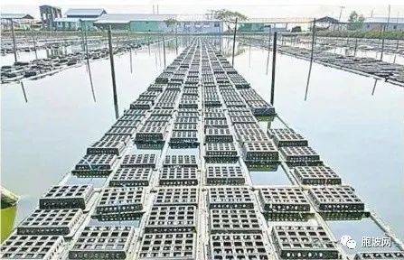 仰光胶丹镇区饲养区的软壳蟹每月向中国台北出口70吨