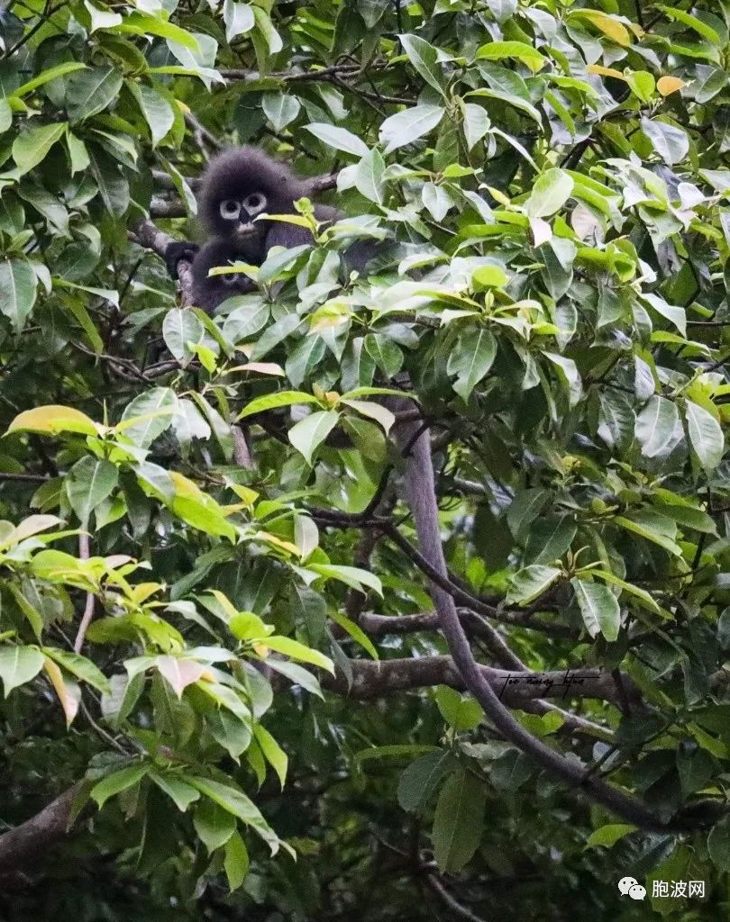 缅甸一种白眼圈长尾巴的猴子被列入濒临灭绝物种