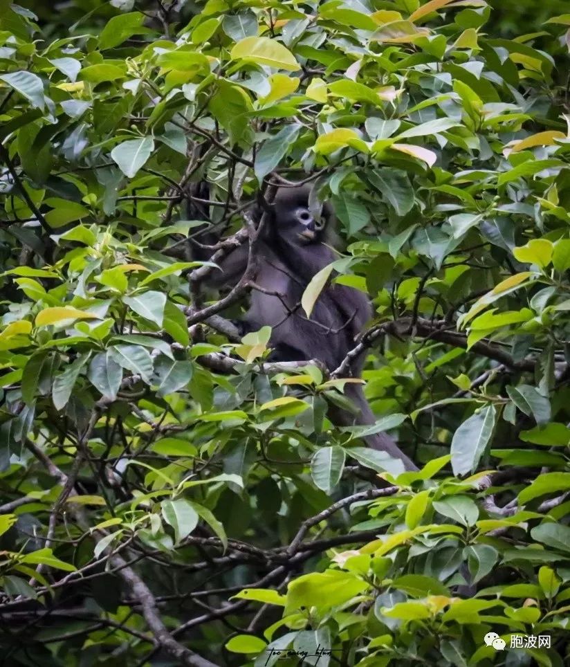 缅甸一种白眼圈长尾巴的猴子被列入濒临灭绝物种