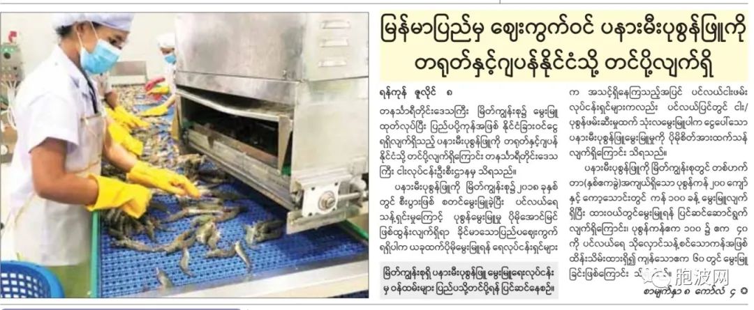 缅甸“巴拿米”白虾出口中国、日本，获益多多！