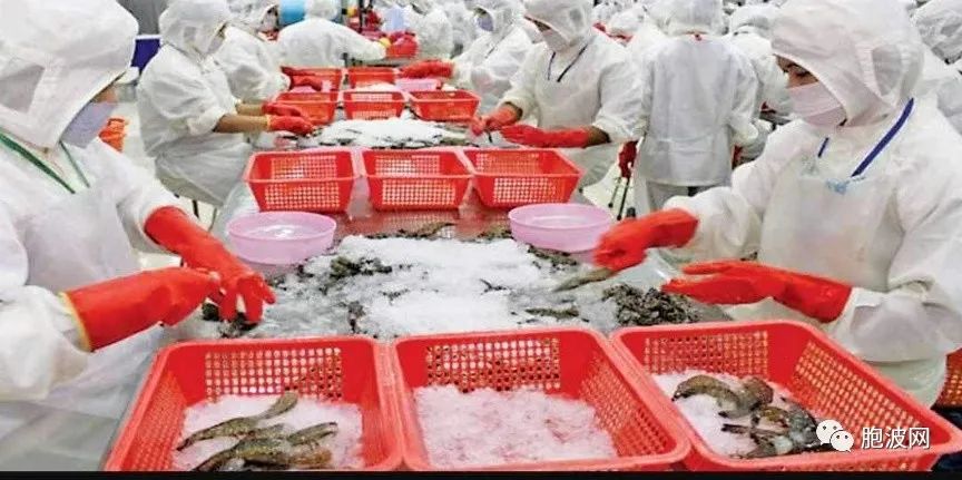缅甸虾出口减少