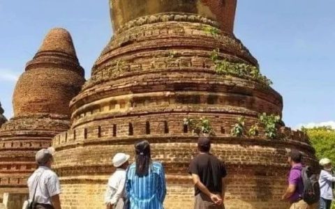 相关部门使用化学药物清除蒲甘11座古建筑物上生长的野生植物