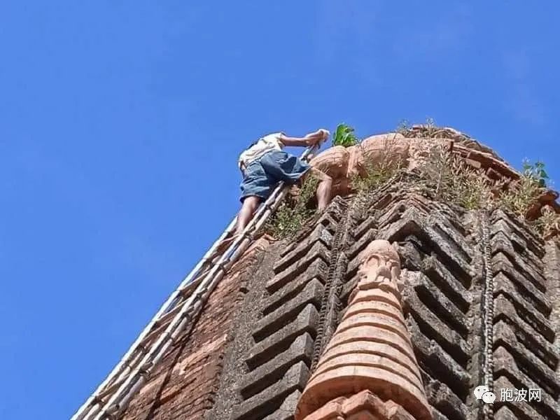 相关部门使用化学药物清除蒲甘11座古建筑物上生长的野生植物