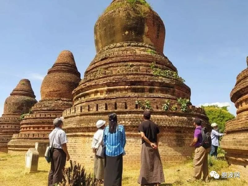 相关部门使用化学药物清除蒲甘11座古建筑物上生长的野生植物