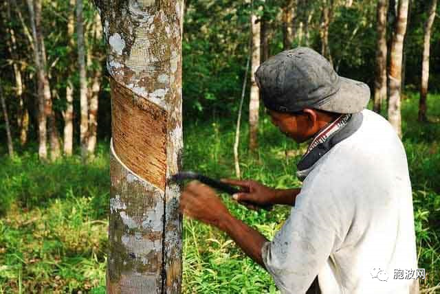 盛产橡胶的缅甸孟邦面临人工短缺的困境