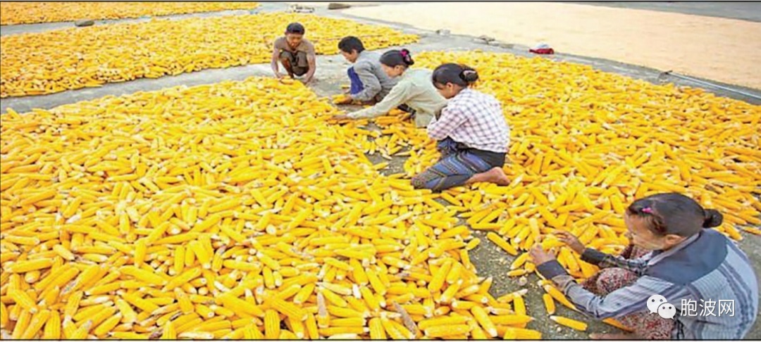 自10月份开始掸邦农产品玉米将出口中国40000至60000吨