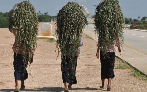 缅甸的国际笑话：西哥修路东哥种树