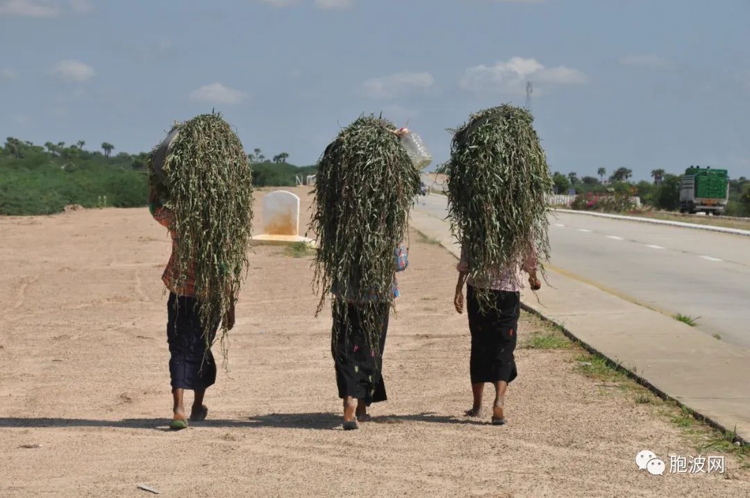 缅甸的国际笑话：西哥修路东哥种树