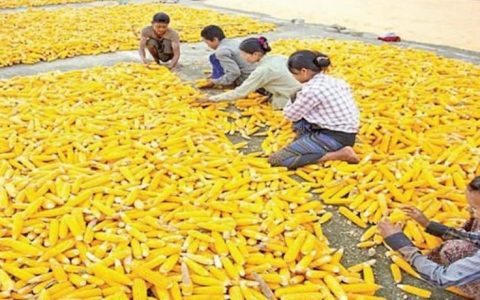 自10月份开始掸邦农产品玉米将出口中国40000至60000吨