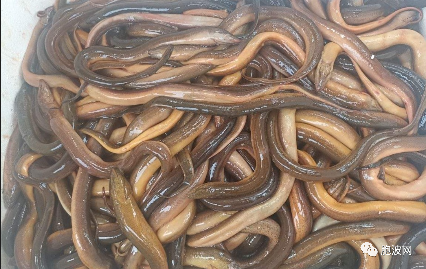 鱼米之乡：伊洛瓦底省的鳝鱼运往仰光出口中泰