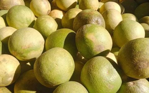 缅甸柚子辣椒出口前景看好