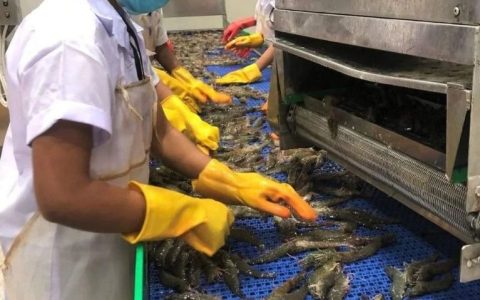 德林达依省咸水湖饲养的巴拿米缅甸白虾最多出口中日