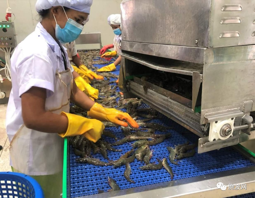 德林达依省咸水湖饲养的巴拿米缅甸白虾最多出口中日