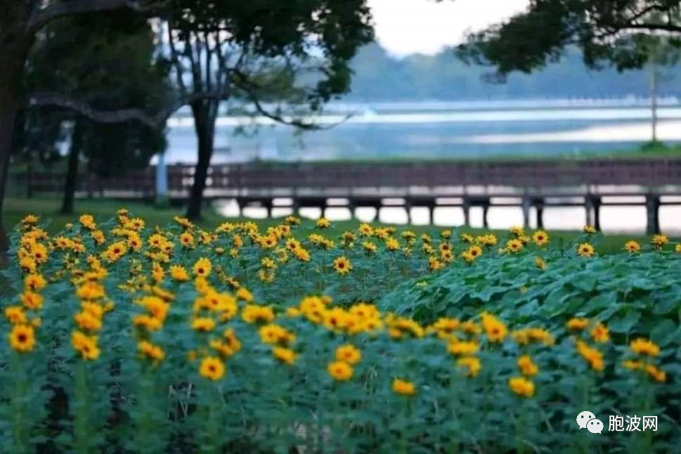 花都彬乌伦将举办花卉节