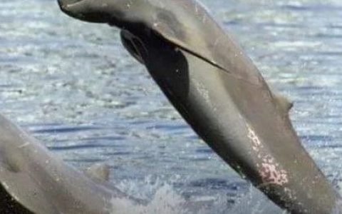 伊洛瓦底江游客观豚项目受重视