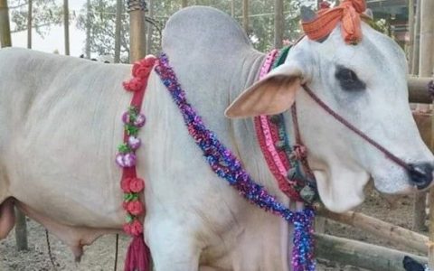 印度教举行传统放牛节庆