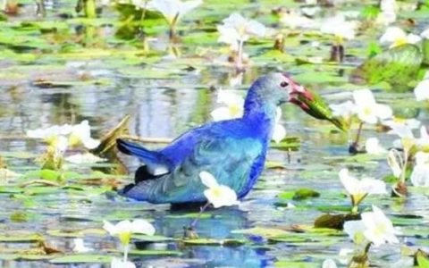 缅甸布雷湖与碧宇湖被定为东亚澳大利亚禽鸟迁飞路线的湖泊