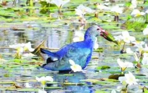 缅甸布雷湖与碧宇湖被定为东亚澳大利亚禽鸟迁飞路线的湖泊