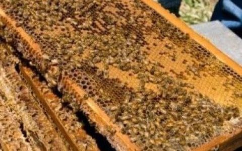 缅甸每年出口中日韩泰200余吨蜂蜜