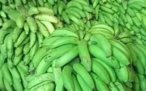 10个月内缅甸出口中国香蕉达40余万吨