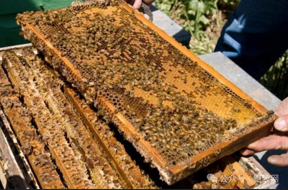 缅甸每年出口中日韩泰200余吨蜂蜜